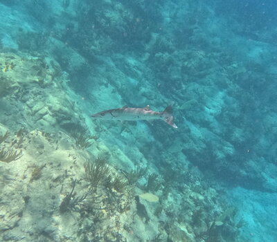 ADDICTION Outremer 5X catamaran rental interior cabin