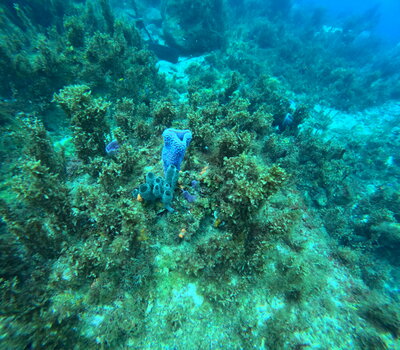 Caribbean catamaran charter ADDICTION at sunset